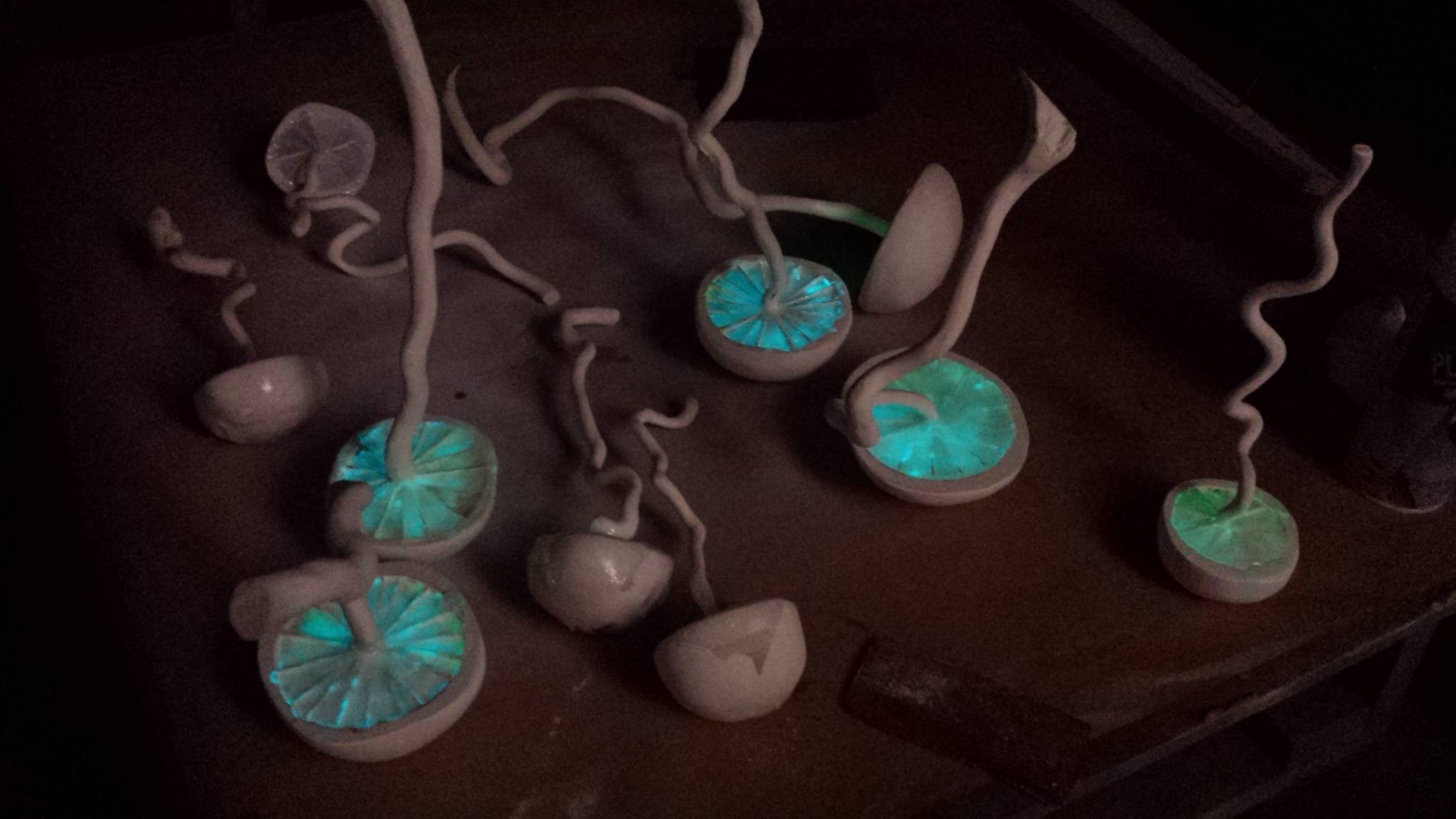 Glowing Mushrooms 02