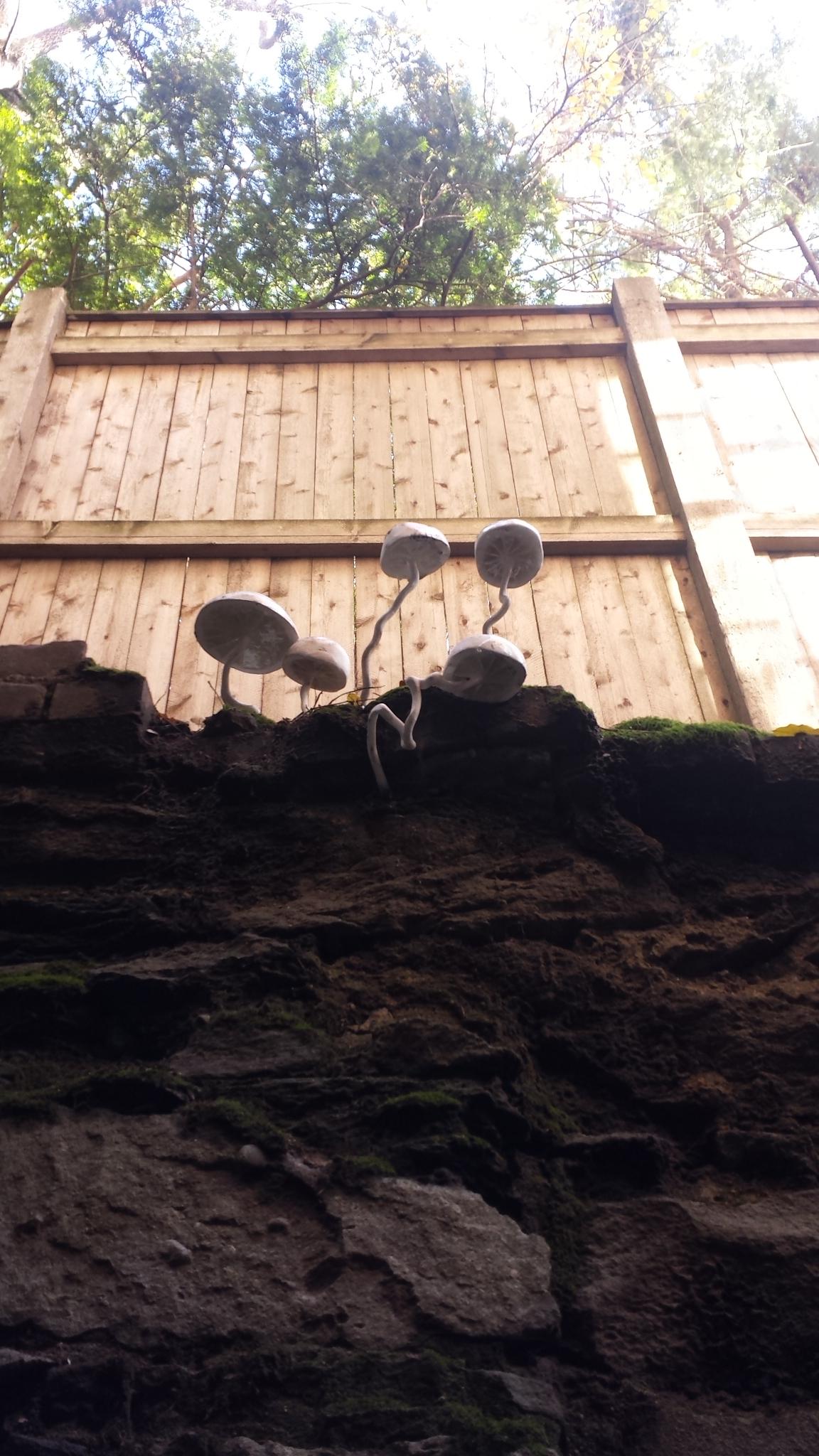 Fungi Installed 03