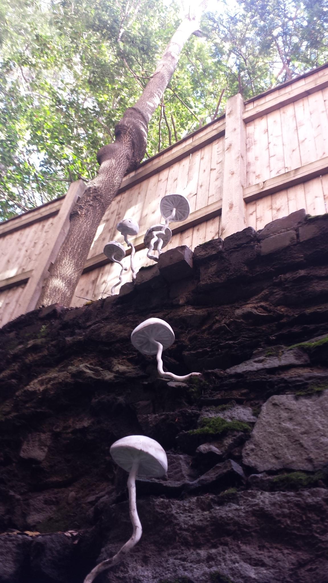 Fungi Installed 04