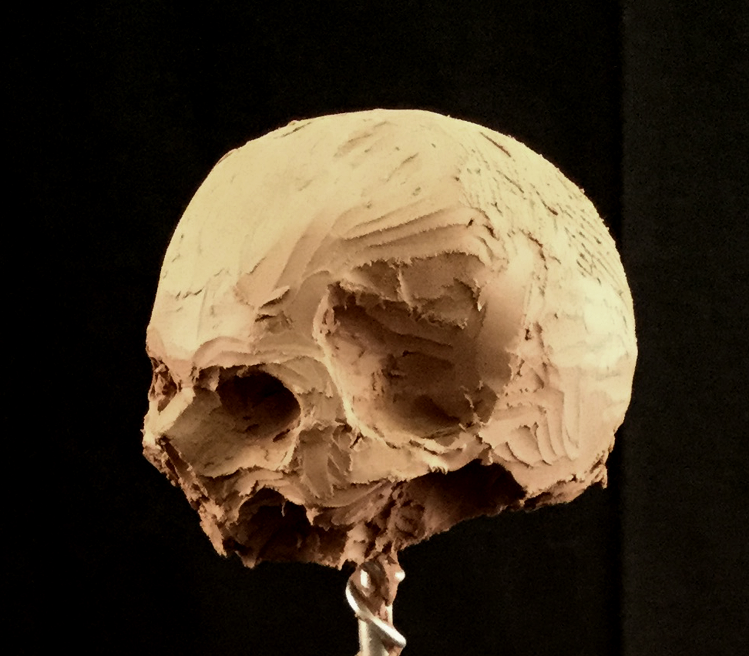 Cranium Study 02
