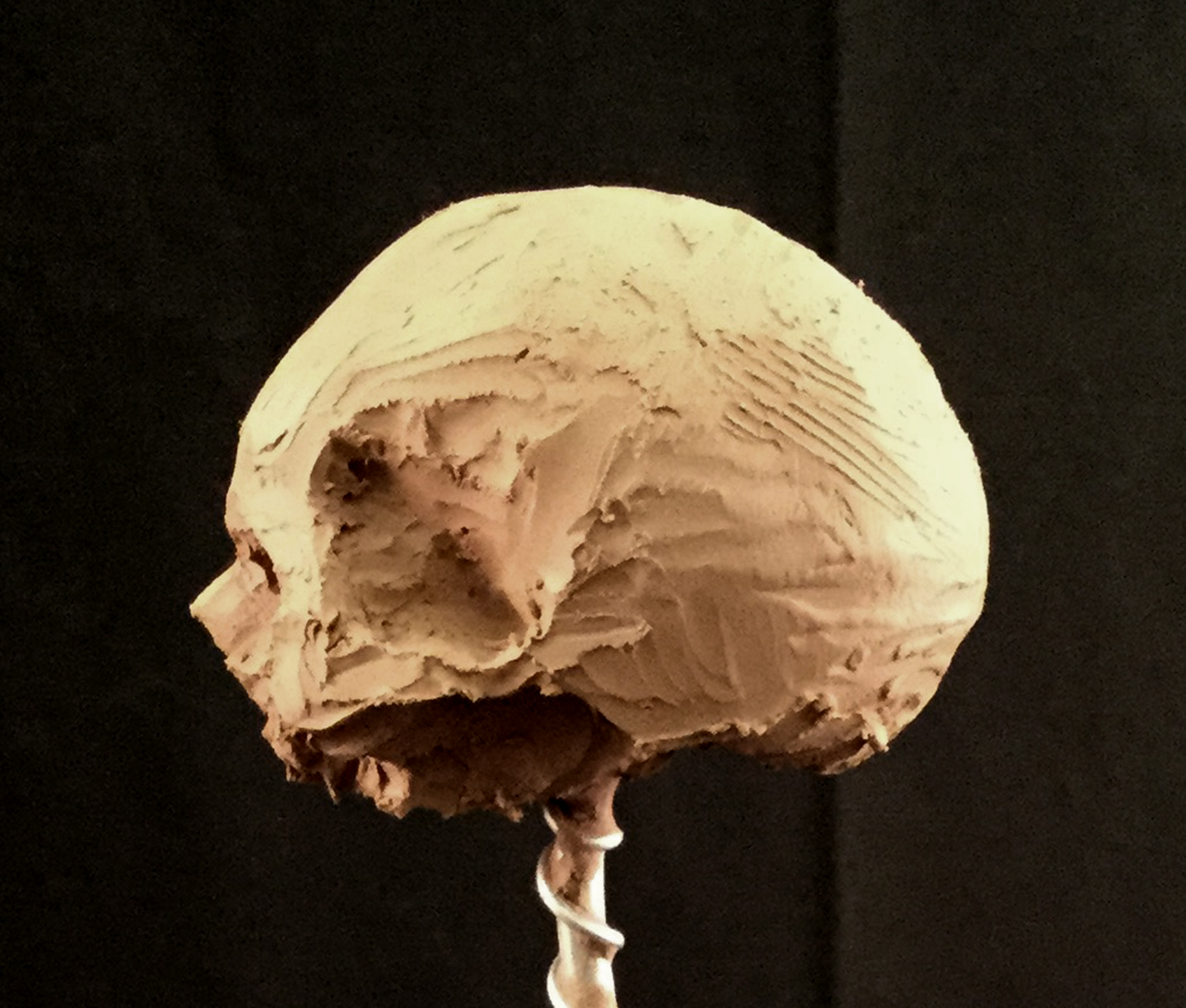 Cranium Study 03