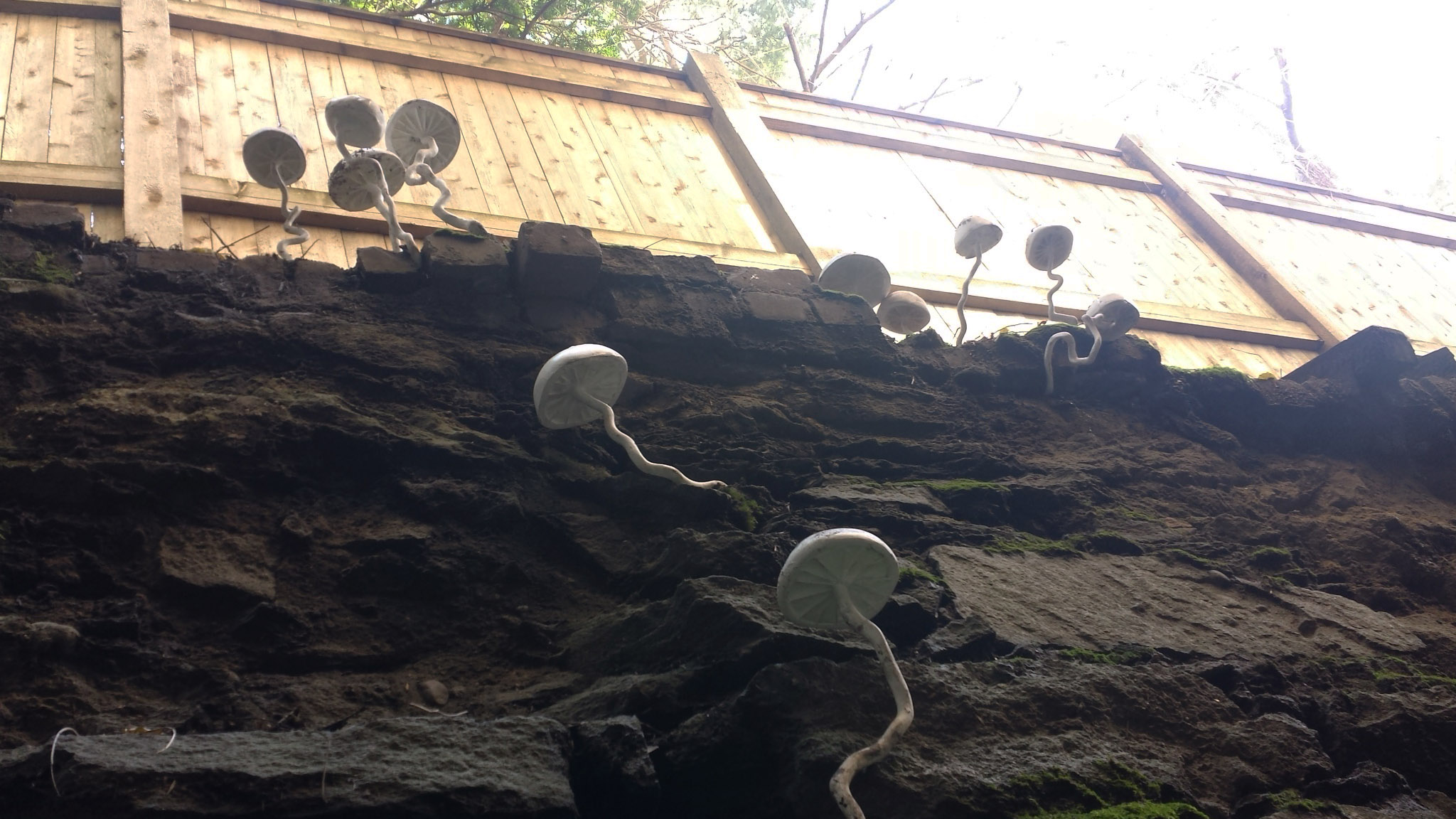 Fungi Installed Day